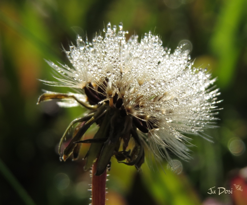 kleine Pusteblume mit Minitrautropfen