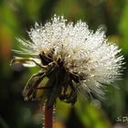 kleine Pusteblume mit Minitrautropfen