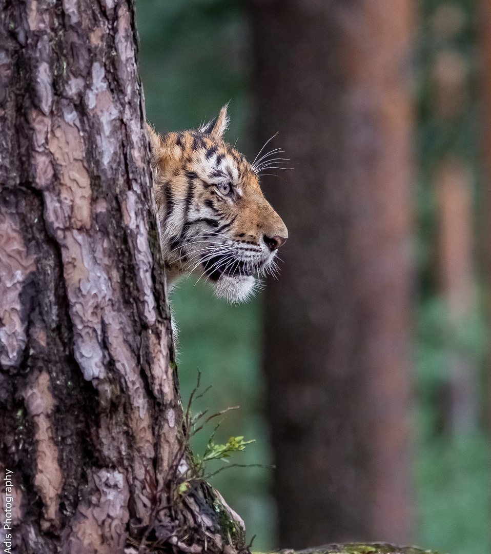 Kleine putzige Tiger