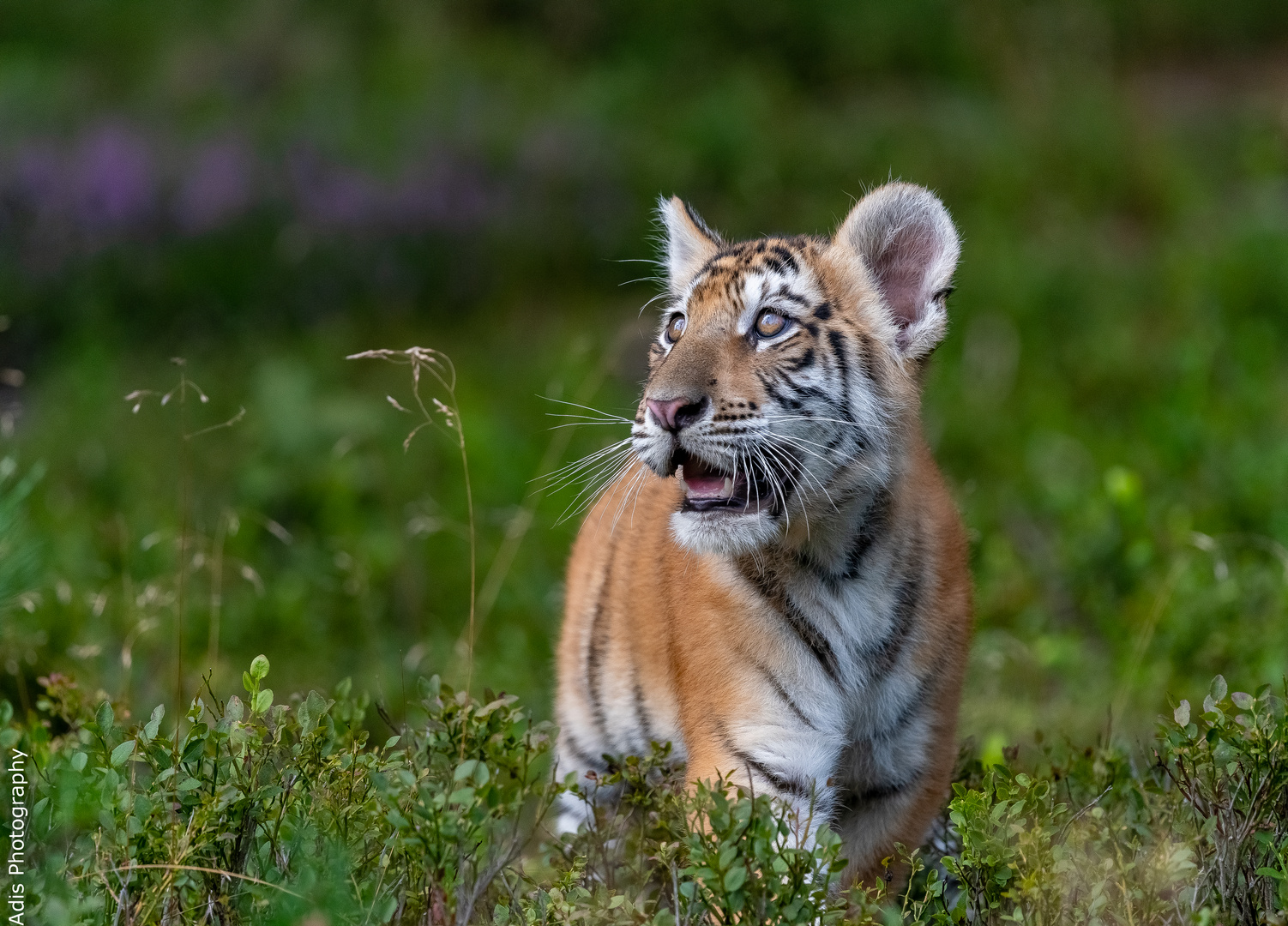Kleine putzige Tiger