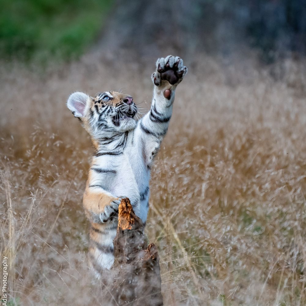 Kleine putzige Tiger