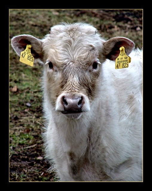 Kleine Q Foto Bild Tiere Haustiere Nutztiere Bilder Auf Fotocommunity