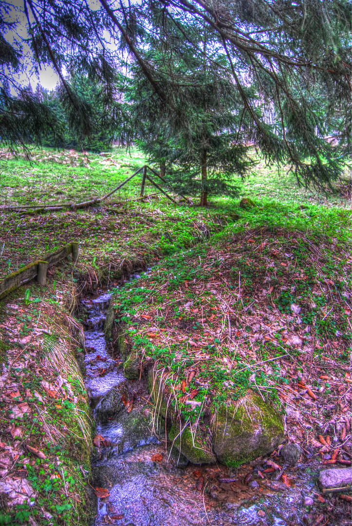 Kleine Quelle im Wald