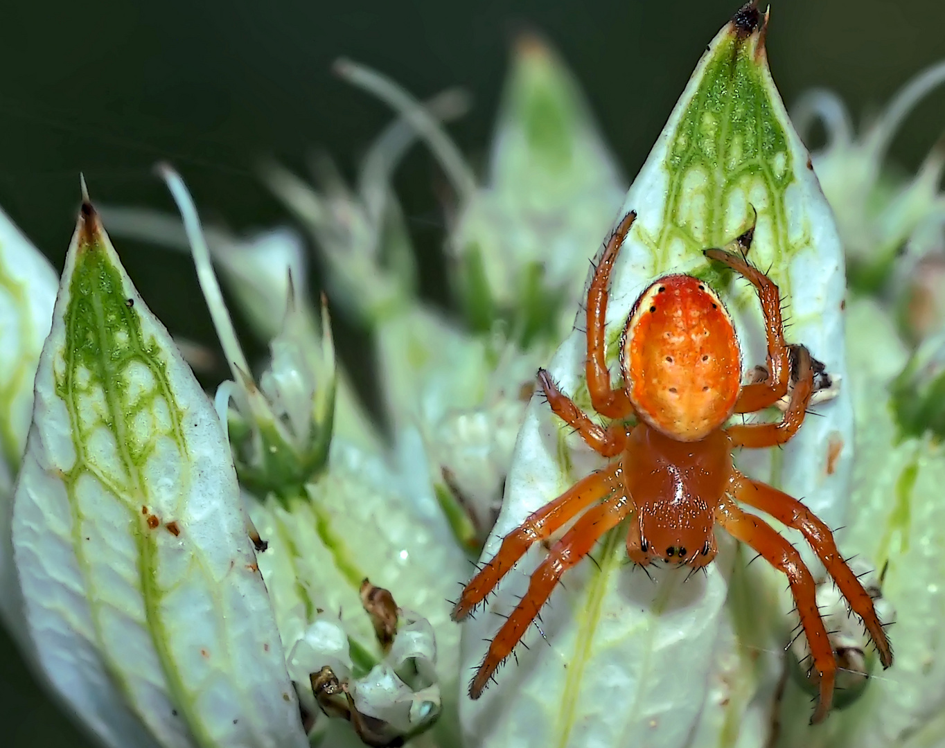 Kleine Radnetzspinne "Araniella displicata" - Une petite araignée protégée. 