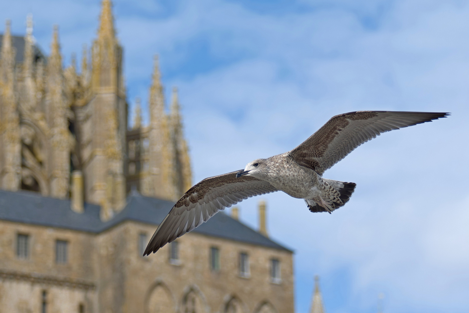 Kleine Räuber - Mont-Saint-Michel