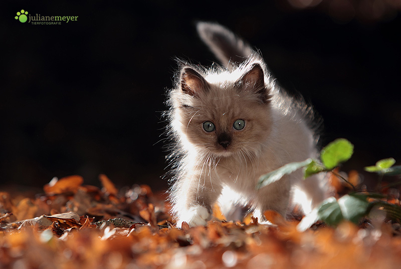 kleine Ragdoll :-)