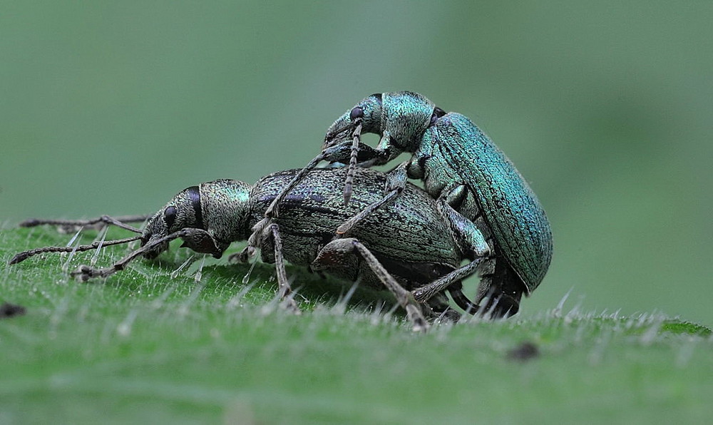 Kleine Rammler in Bottrop Foto & Bild archiv, a r c h i v aktuell