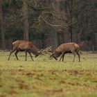 Kleine Rangelei