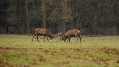 Kleine Rangelei