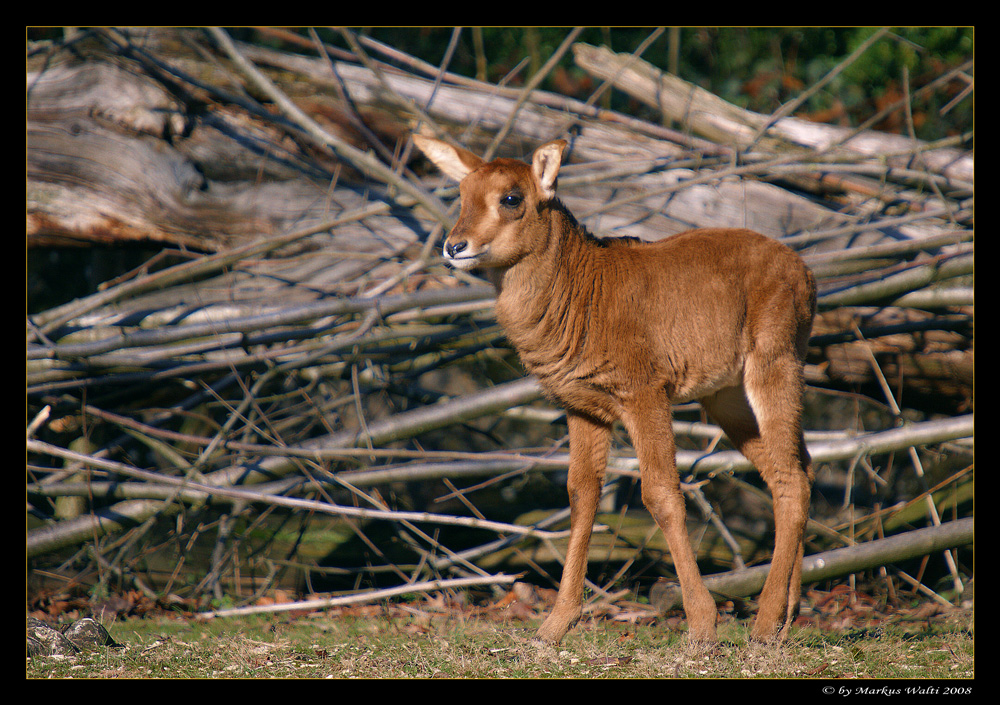 Kleine Rappenantilope