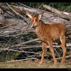 Kleine Rappenantilope