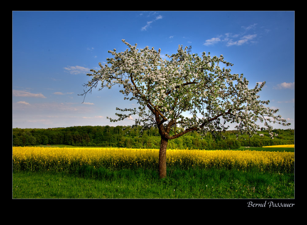 Kleine Rapsodie_09