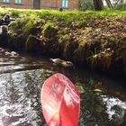 Kleine Rasselbande im Wasser. Aus dem Boot Fotografiert. 