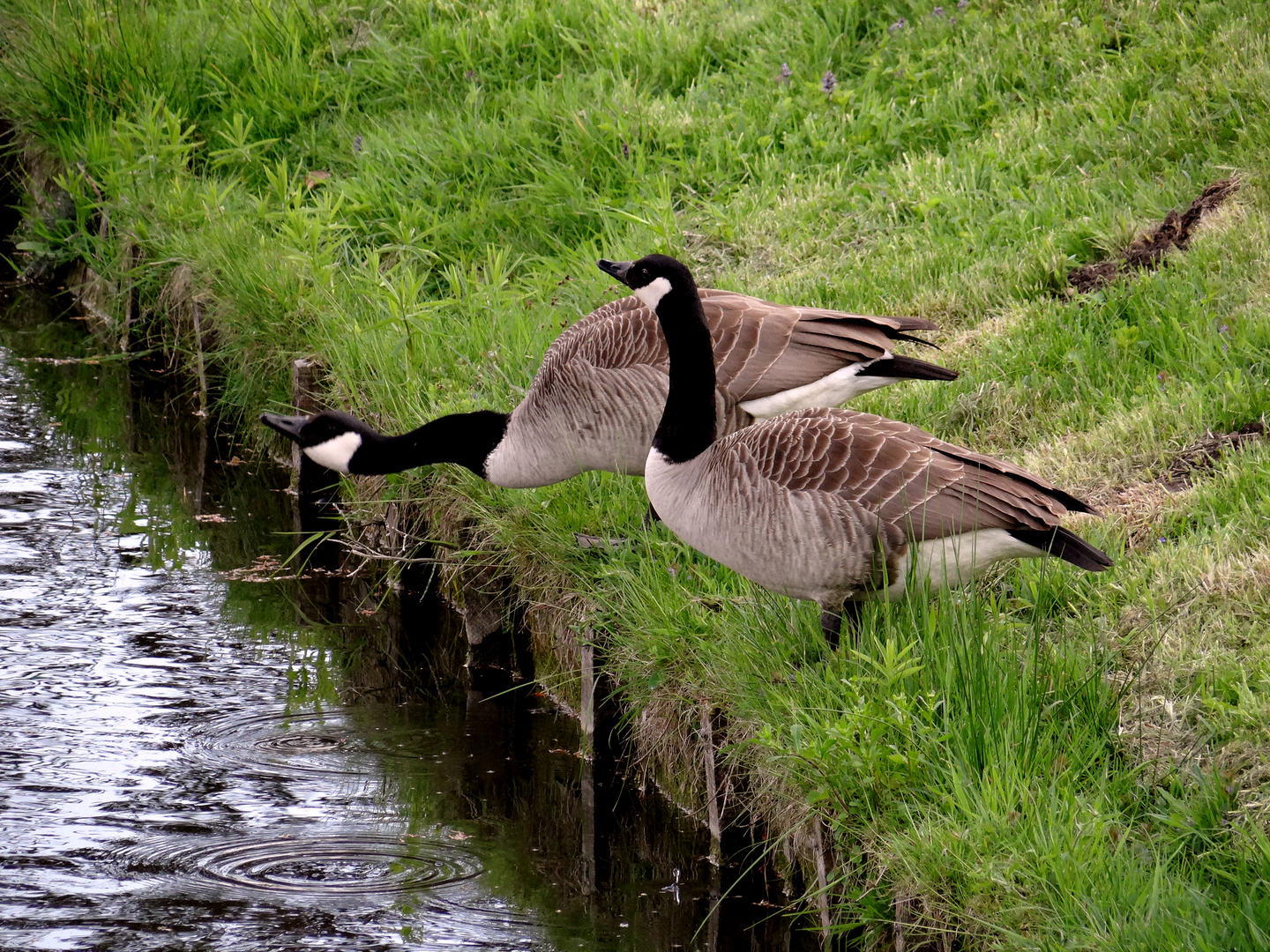 Kleine Rast