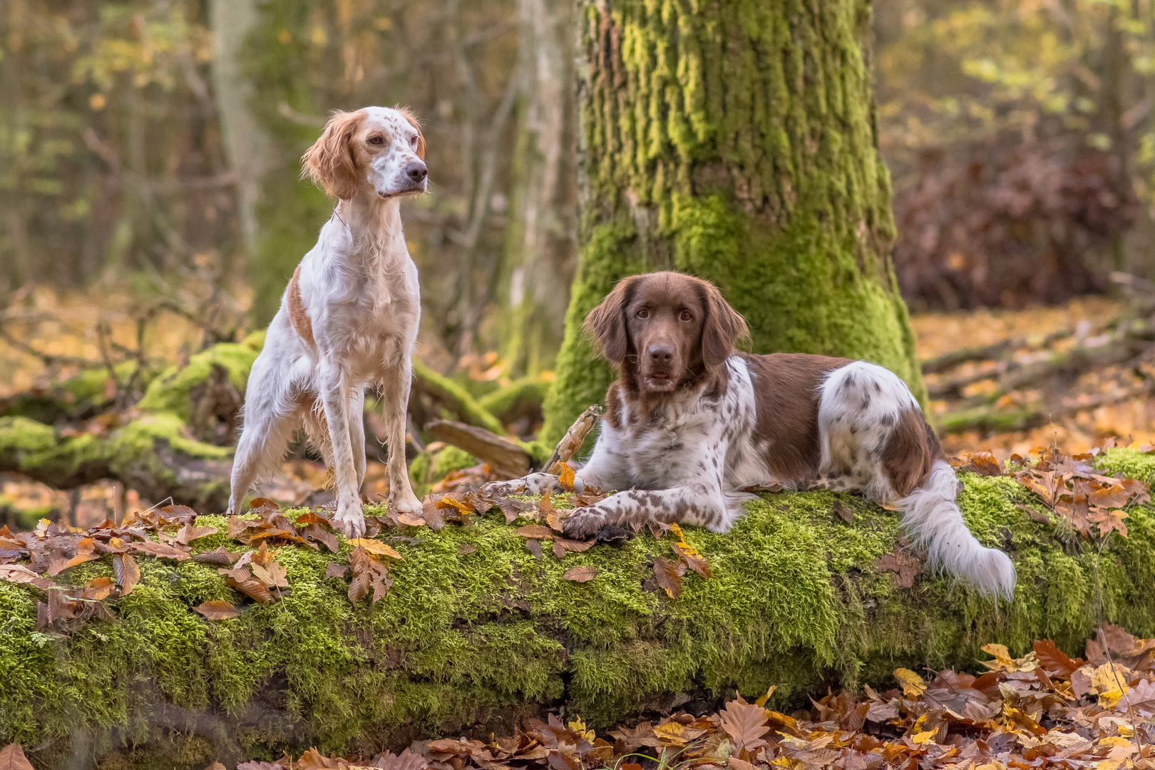 Kleine Rast im Wald