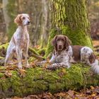 Kleine Rast im Wald