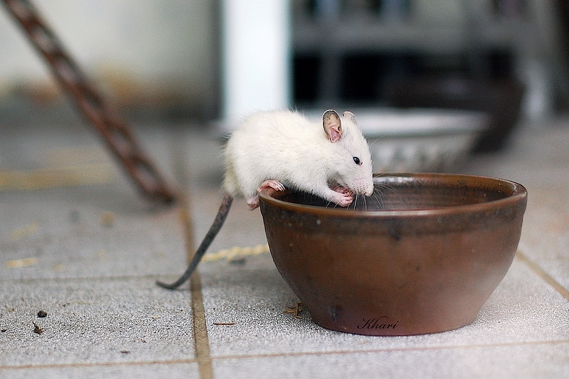 Kleine Ratte...