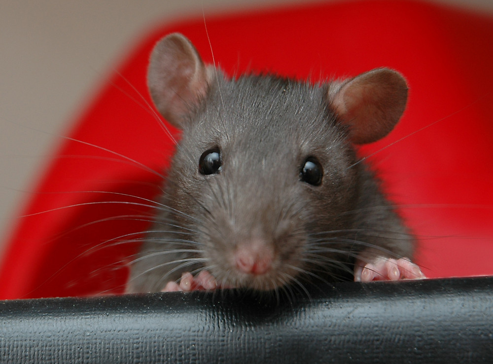 Kleine Ratte Anjouli