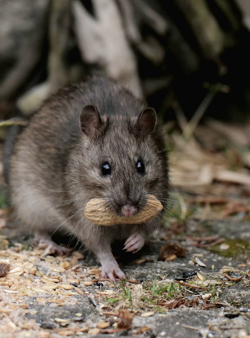 Kleine Ratte mit Beute