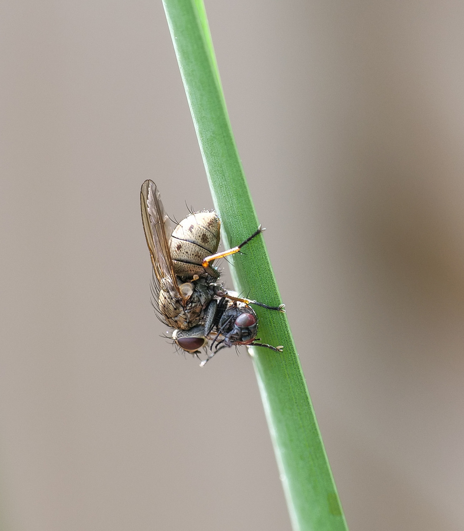 Kleine Raub-Hausfliege mit Opfer