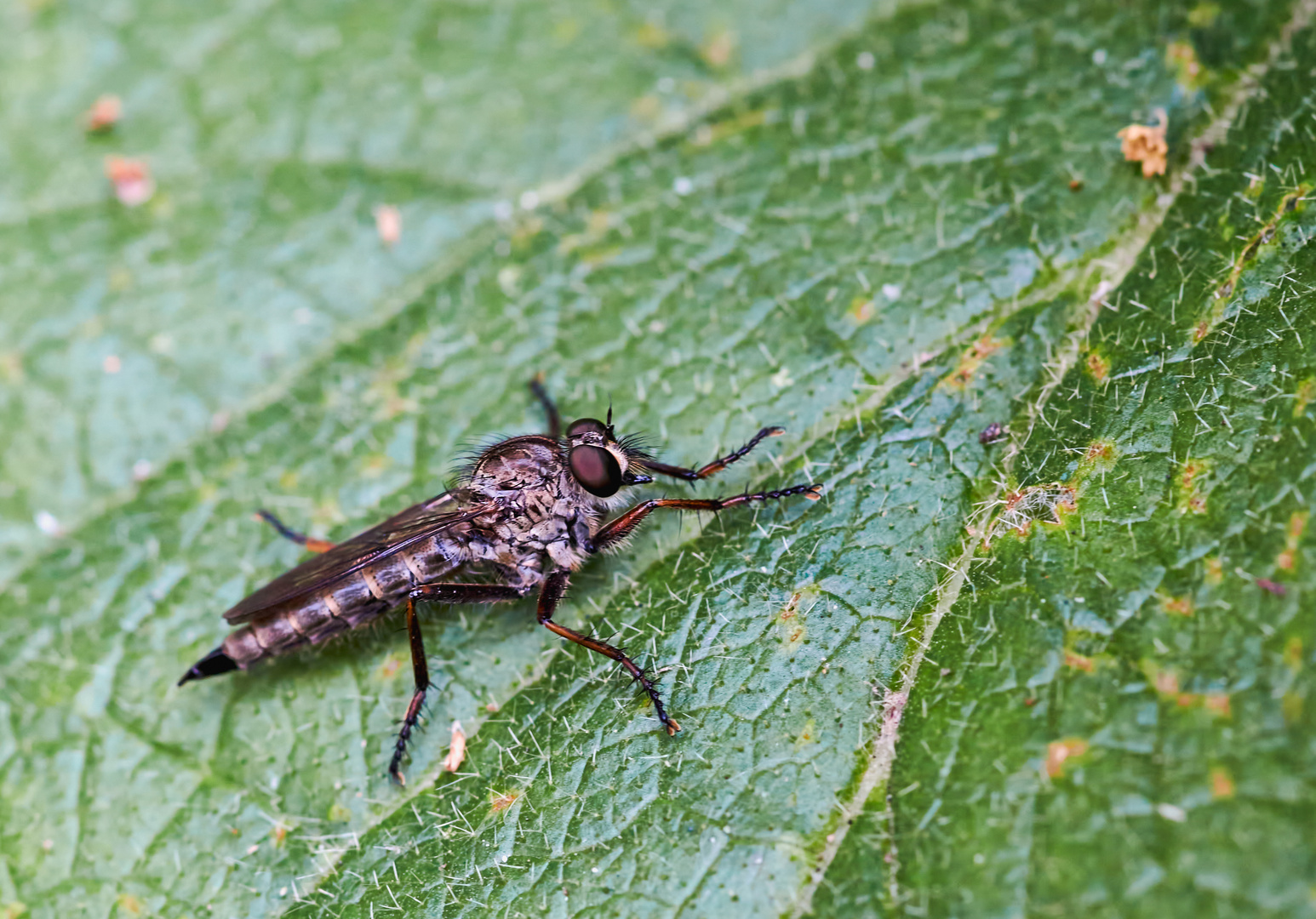 Kleine Raubfliege 