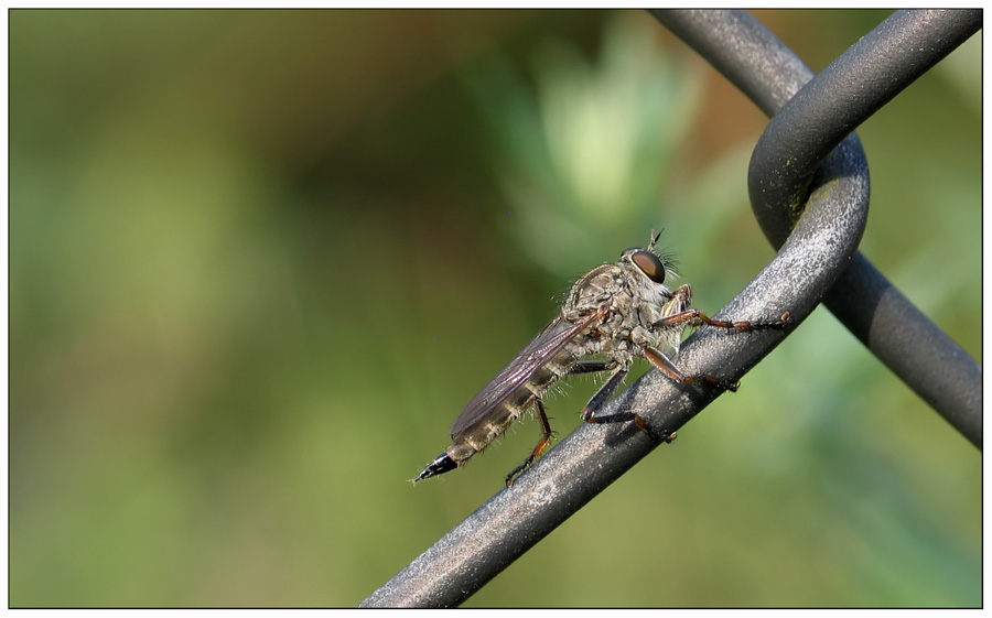 kleine Raubfliege