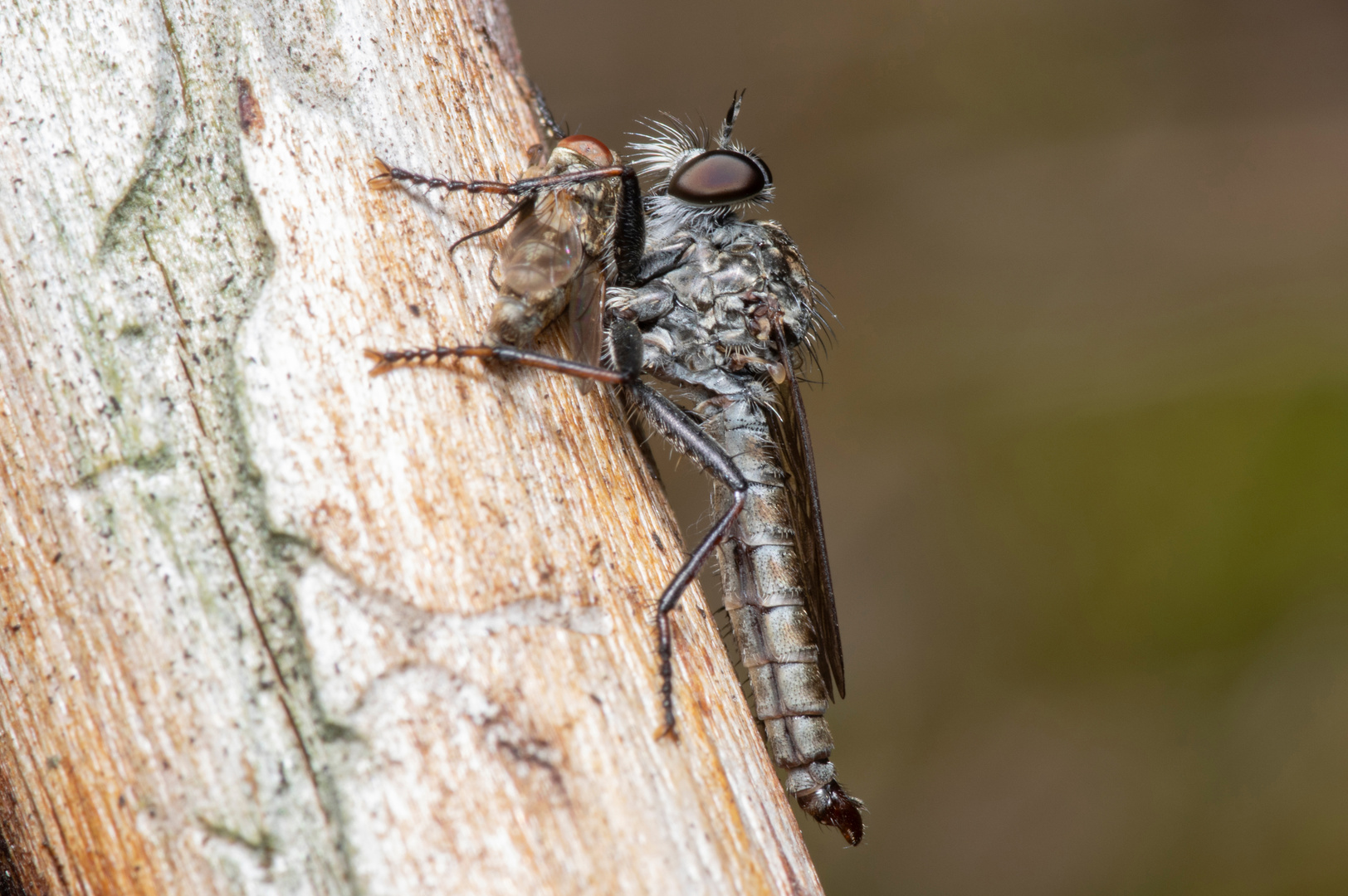 Kleine Raubfliege mit Beute