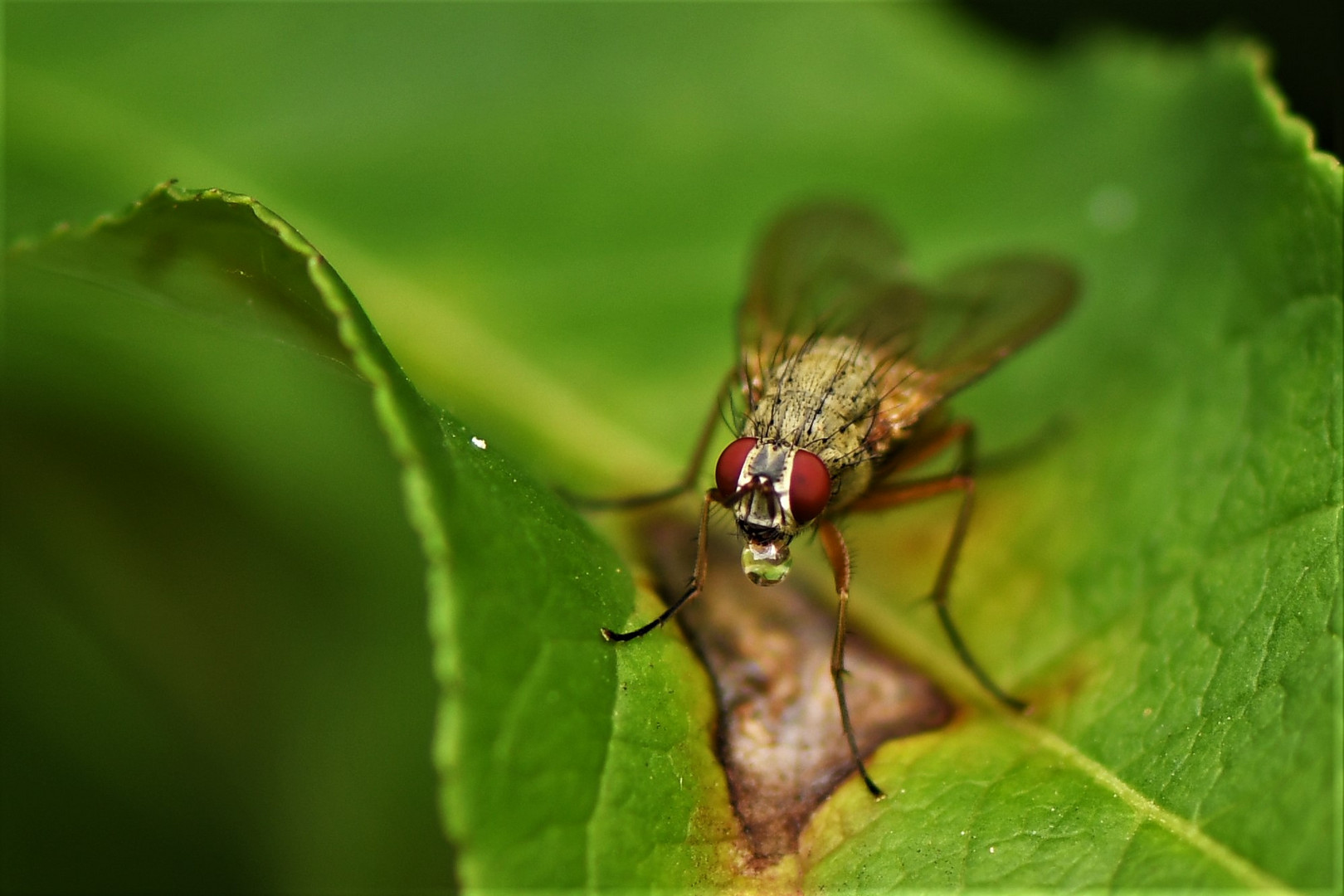 Kleine Raubhausfliege