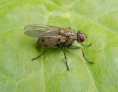 Kleine Raubhausfliege (Coenosia tigrina)