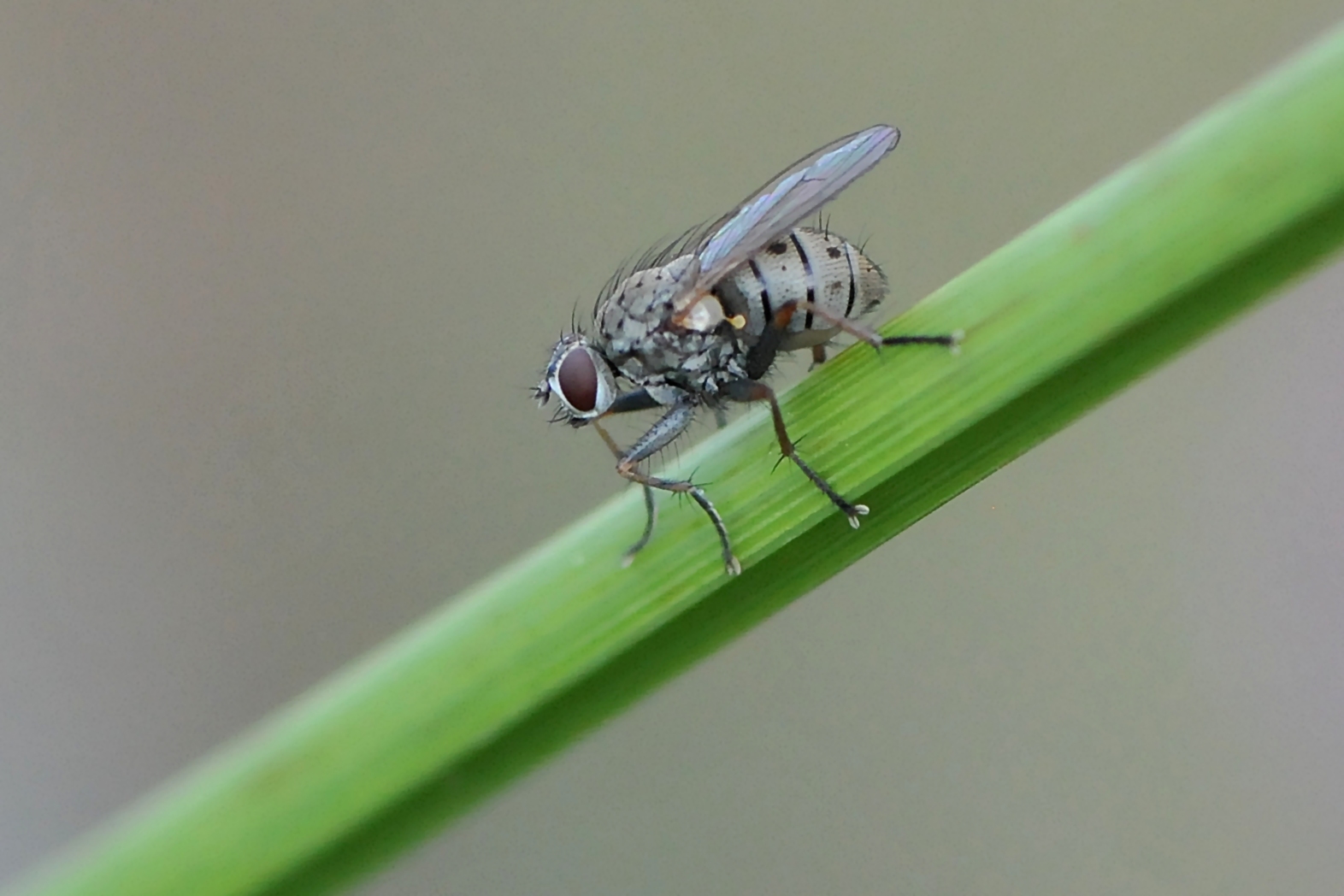 Kleine Raubhausfliege (Coenosia tigrina)