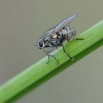 Kleine Raubhausfliege (Coenosia tigrina)