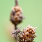 Kleine Raubhausfliege (Coenosia tigrina)