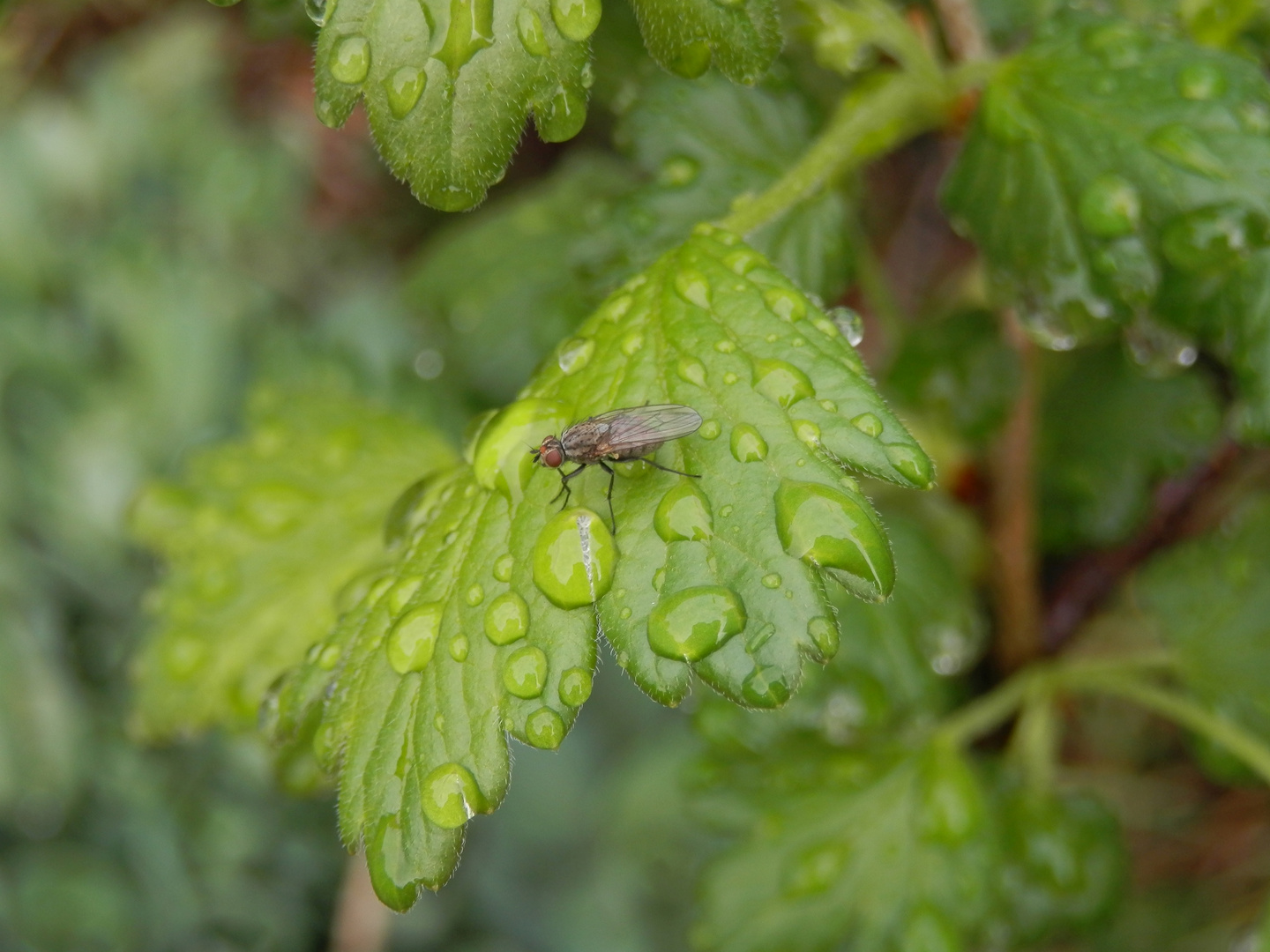 Kleine Raubhausfliege (Coenosia tigrina) nach dem Regen