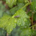 Kleine Raubhausfliege (Coenosia tigrina) nach dem Regen