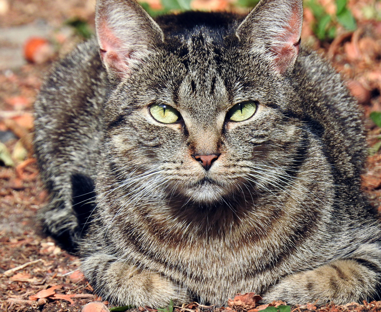 Kleine (Raub)Katze.