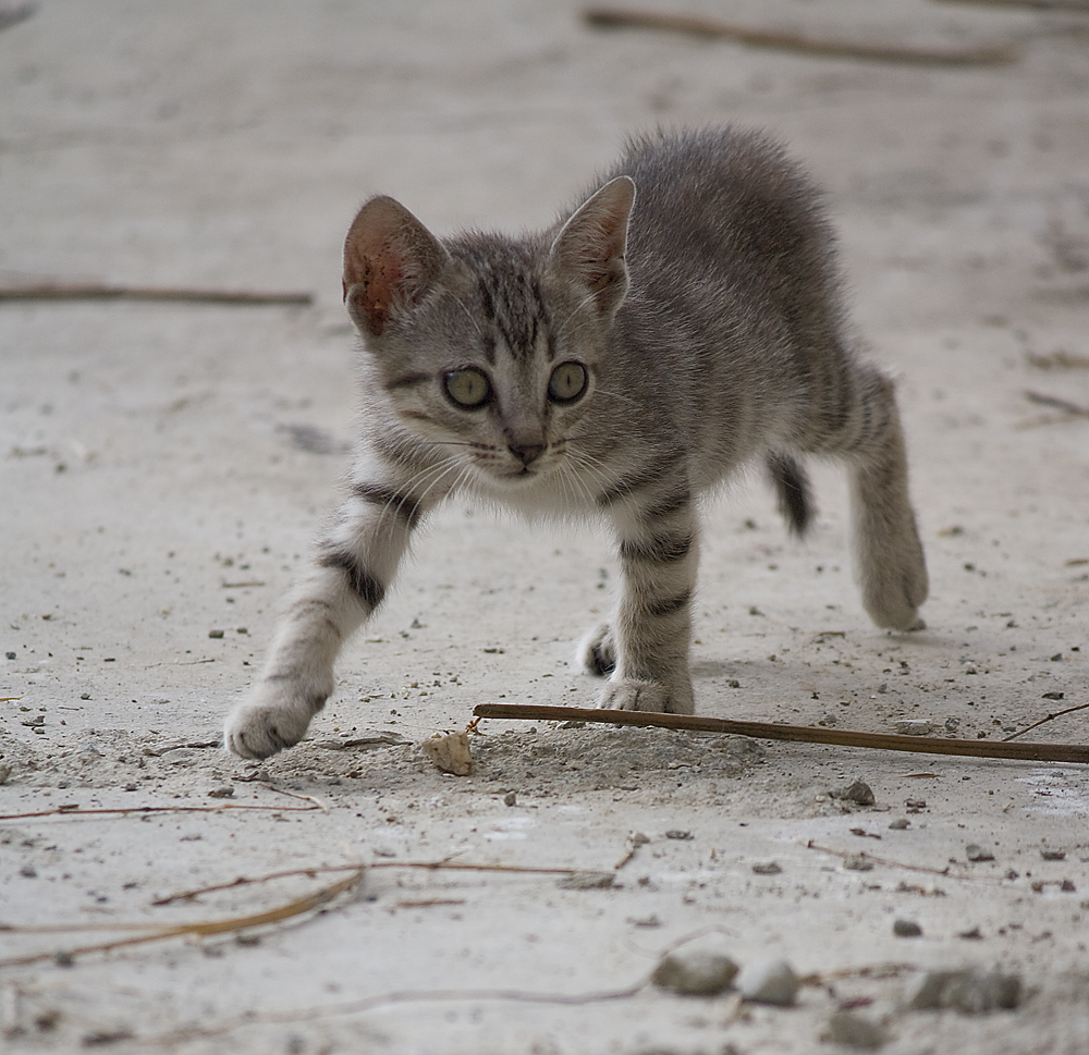 Kleine Raubkatze Kleine Raubkatze