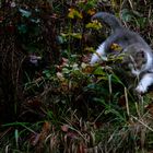 Kleine Raubkatze in freier Natur