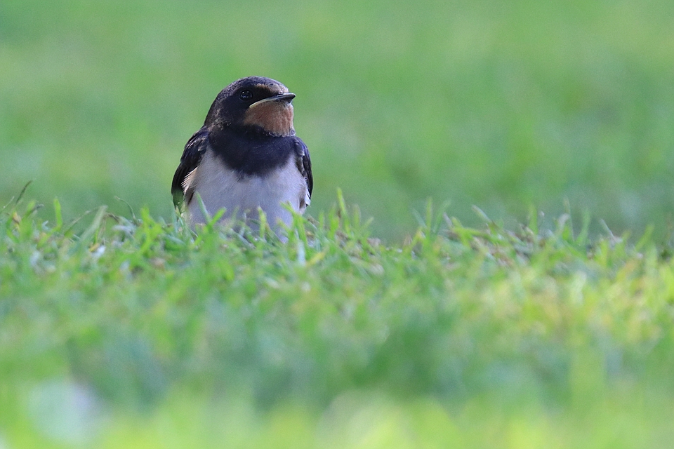 Kleine Rauchschwalbe - Hirundo rustica