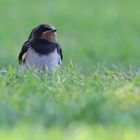 Kleine Rauchschwalbe - Hirundo rustica