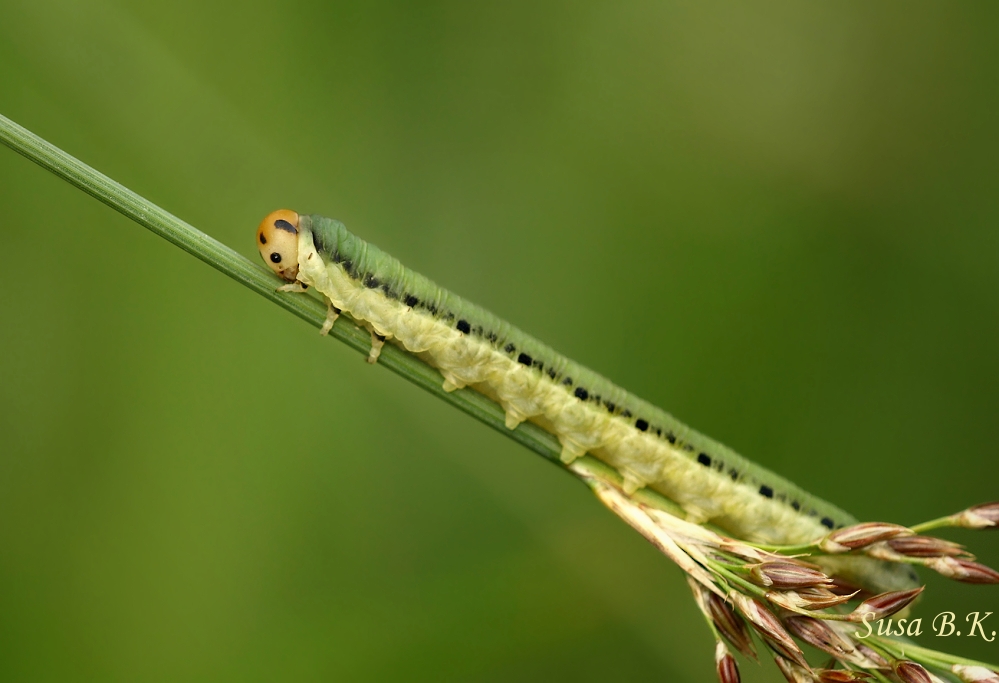 Kleine Raupe