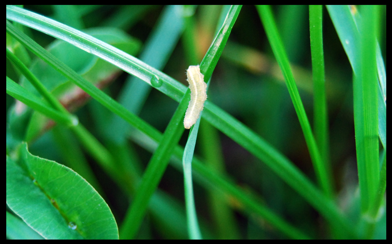 Kleine Raupe