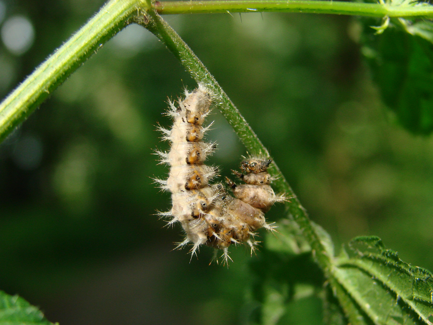 kleine Raupe