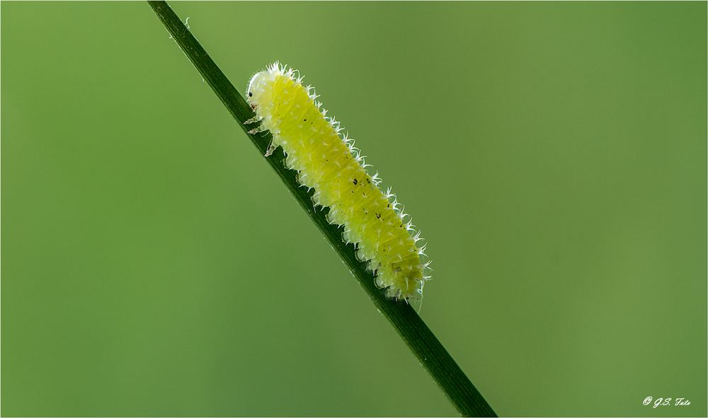 kleine Raupe