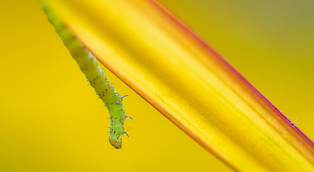 Kleine Raupe