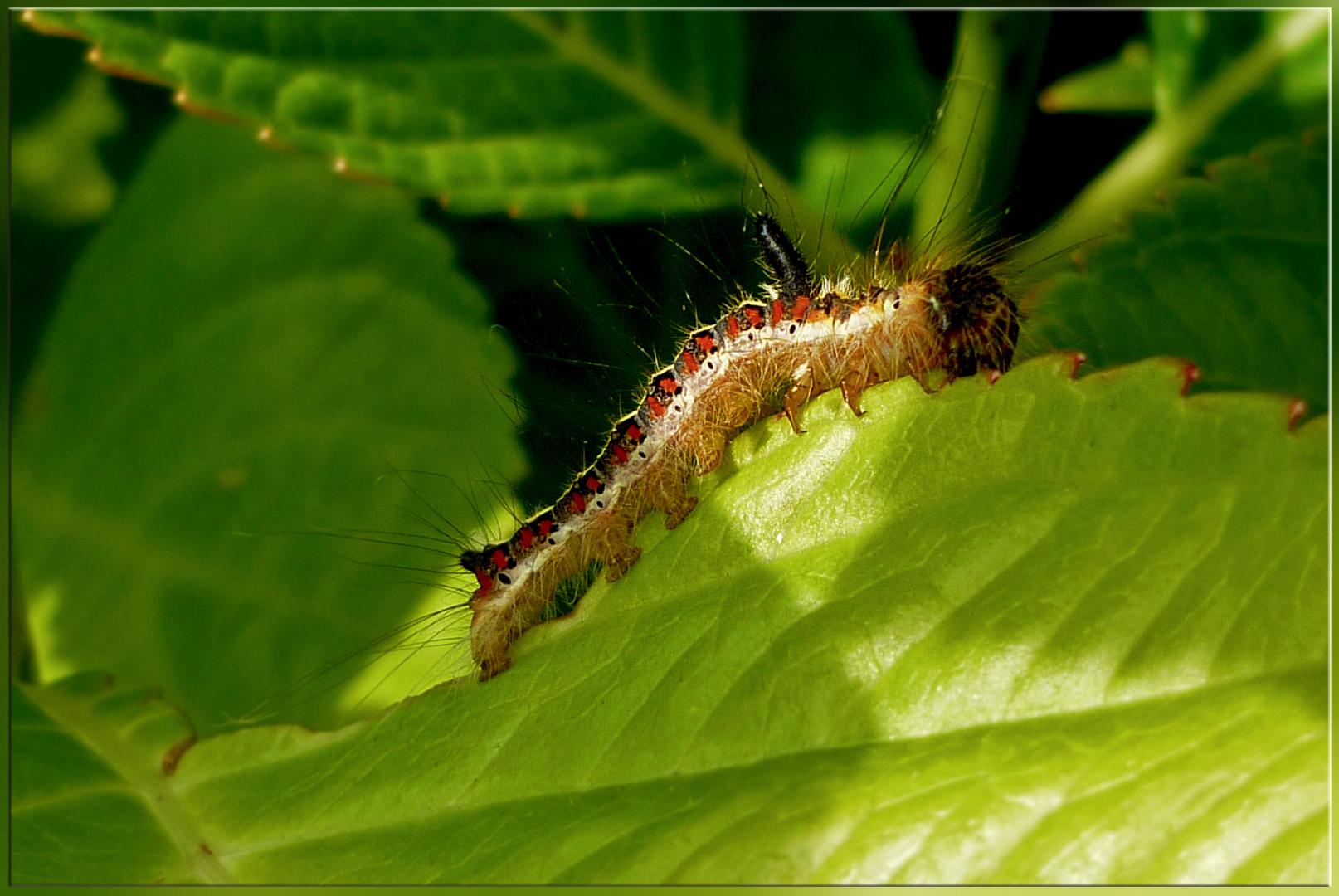 ~ kleine Raupe ~