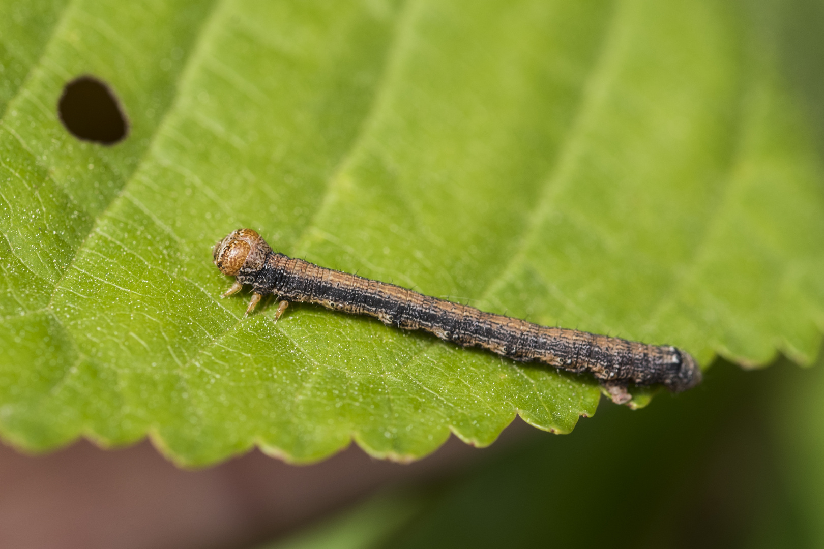 Kleine Raupe