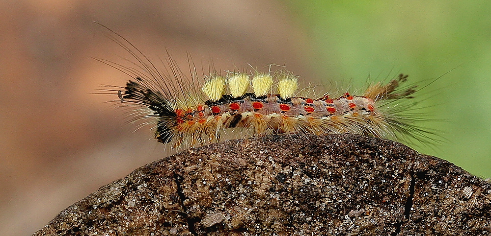 kleine raupe