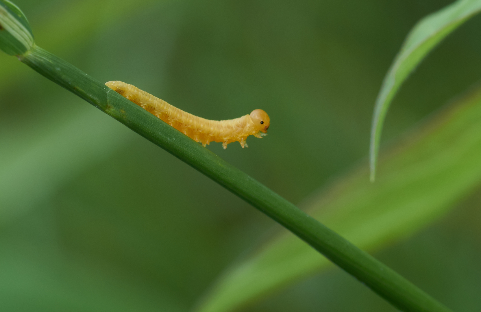 kleine raupe Foto & Bild natur, insekten, tiere Bilder auf