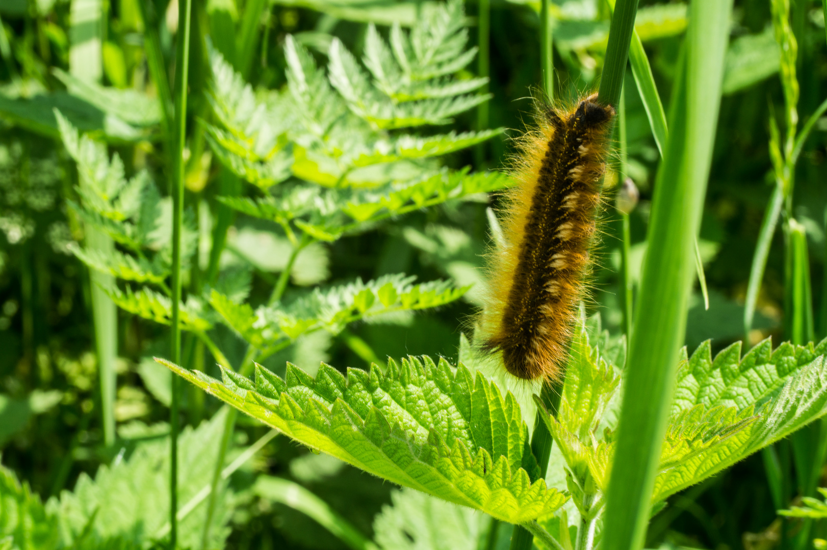 Kleine Raupe