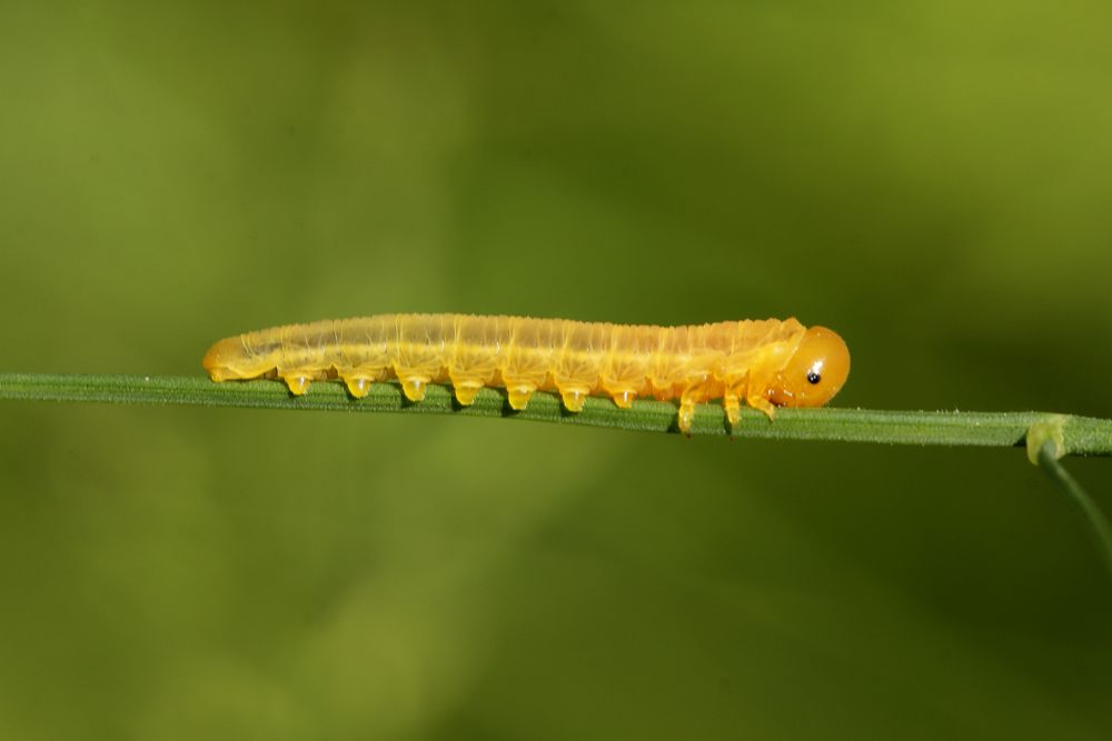 kleine Raupe